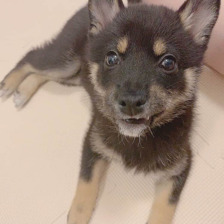 環奈（長沢菜々香の飼い犬）のインスタグラム：「😏😏😏 . . . . .  #豆柴#柴犬#日本犬#黒柴#黒豆柴#まめしば#しばいぬ#しば#しばすたぐらむ #こいぬ #柴  #ここ柴部#柴子犬 #shibalove #mameshiba #kuroshiba #shibainu #shiba #shibadog #shibastagram #shibastyle」