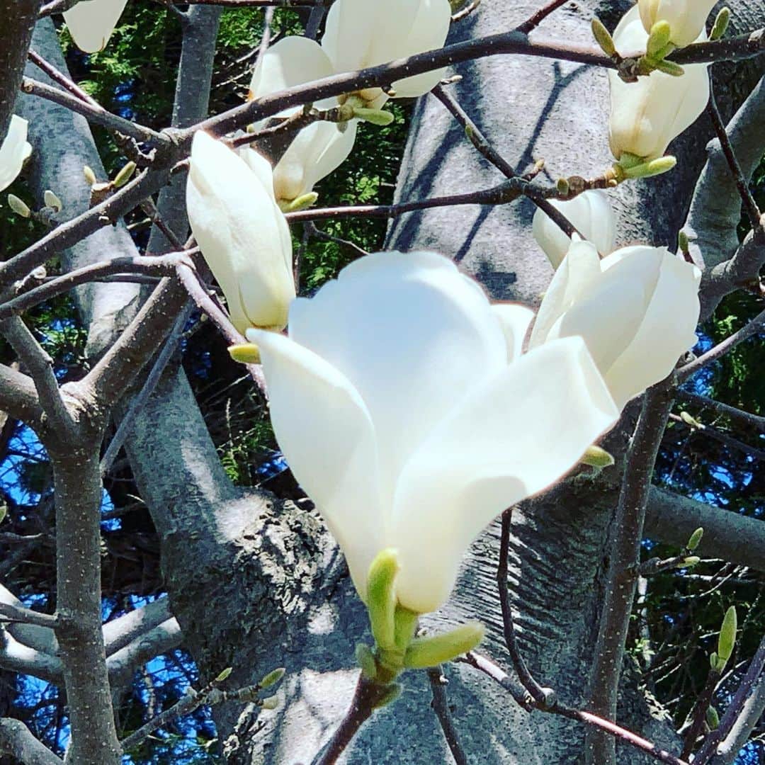 大隅智子さんのインスタグラム写真 - (大隅智子Instagram)「ハクモクレンの季節。コブシと間違えそうになりますが、区別は簡単。ハクモクレンは咲いている時は葉っぱがないのですが、コブシは花の下に一枚葉をつけてます。　 #ハクモクレン　#盛岡　#岩手」4月16日 23時38分 - tomokotenki
