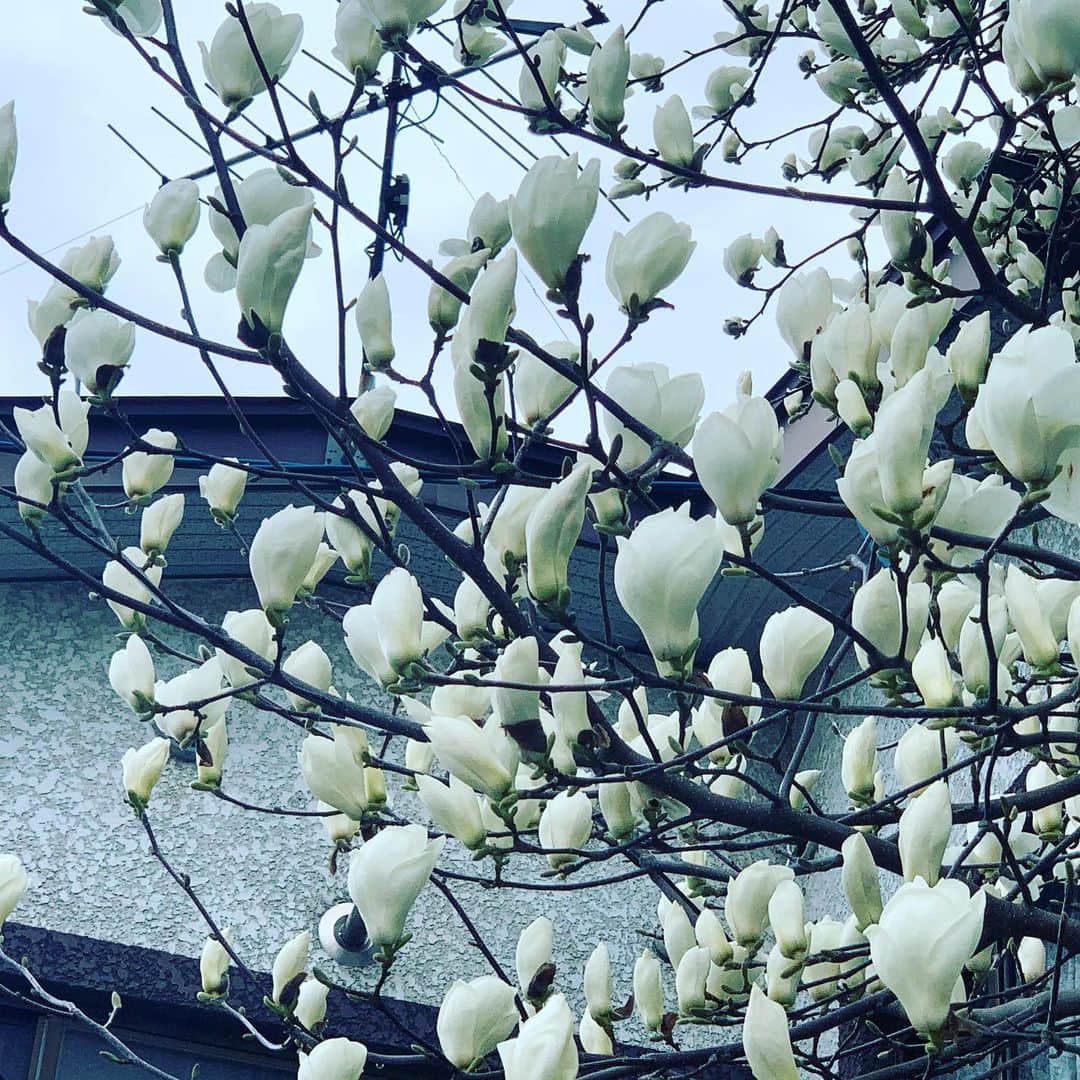 大隅智子さんのインスタグラム写真 - (大隅智子Instagram)「ハクモクレンの季節。コブシと間違えそうになりますが、区別は簡単。ハクモクレンは咲いている時は葉っぱがないのですが、コブシは花の下に一枚葉をつけてます。　 #ハクモクレン　#盛岡　#岩手」4月16日 23時38分 - tomokotenki