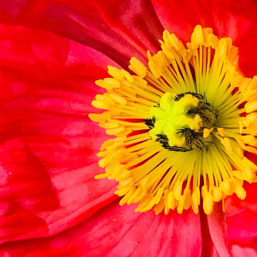 益子直美さんのインスタグラム写真 - (益子直美Instagram)「今朝、タイムラプスでポピーの開花撮影してみました。 1時間くらいかけて、ゆっくりゆっくり開いていきました。  ビタミンカラー、本当にパワーもらえます！  #タイムラプス  #ポピー  #garden  #gardening  #庭  #開花  #ミルクタンク」4月16日 15時13分 - naomi.masuko