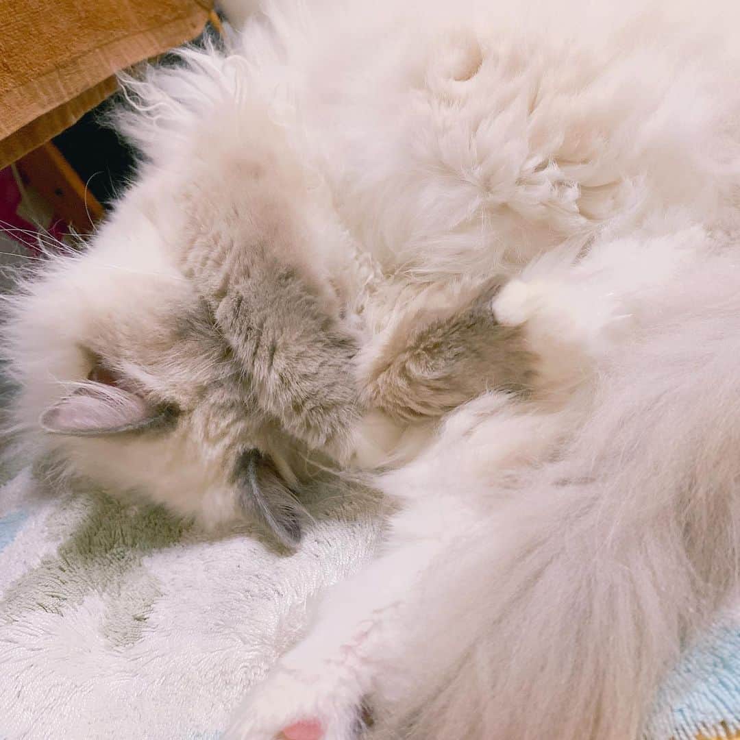 宮崎リンさんのインスタグラム写真 - (宮崎リンInstagram)「眠いのっっ #猫 #ラグドール #猫のいる暮らし #猫好きさんと繋がりたい #ラグドール女の子 #ポイントカラー」4月16日 15時23分 - _rin_miyazaki_