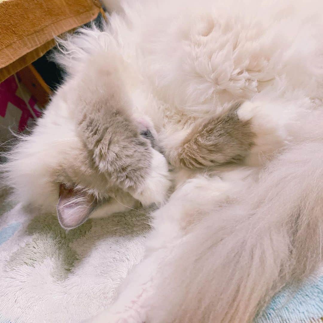 宮崎リンさんのインスタグラム写真 - (宮崎リンInstagram)「眠いのっっ #猫 #ラグドール #猫のいる暮らし #猫好きさんと繋がりたい #ラグドール女の子 #ポイントカラー」4月16日 15時23分 - _rin_miyazaki_