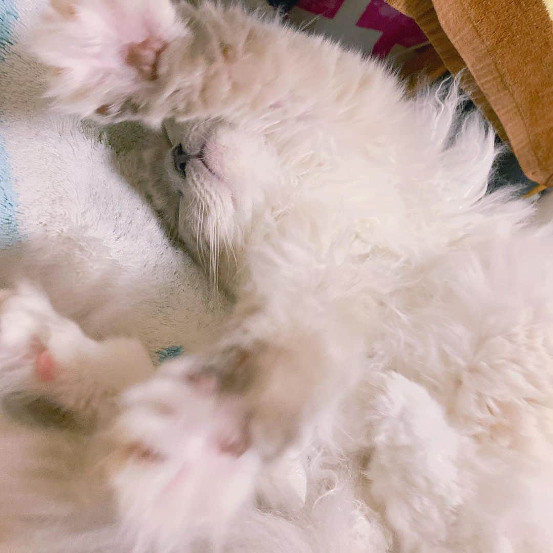 宮崎リンのインスタグラム：「眠いのっっ #猫 #ラグドール #猫のいる暮らし #猫好きさんと繋がりたい #ラグドール女の子 #ポイントカラー」