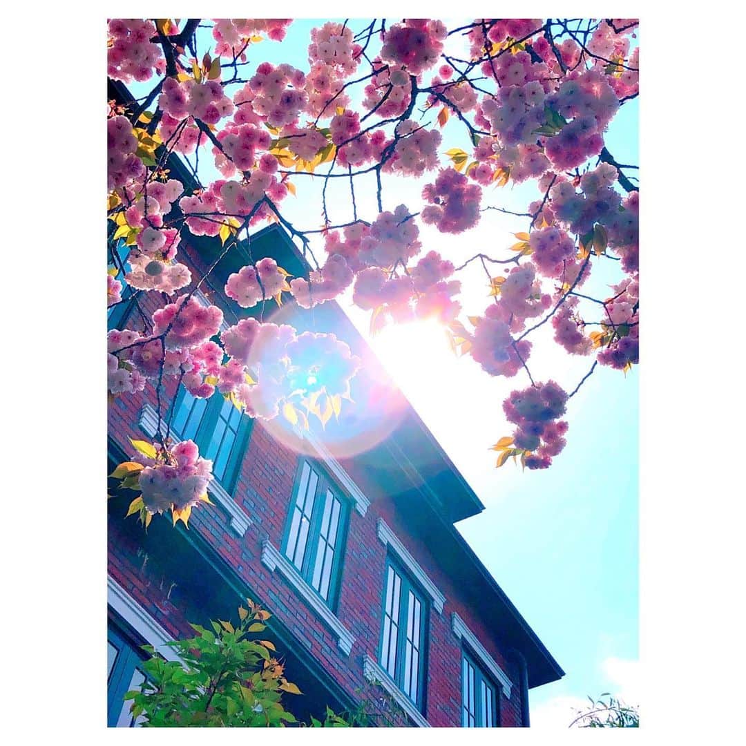 理絵さんのインスタグラム写真 - (理絵Instagram)「ここ最近ウォーキングの途中にあるお寺の八重桜を見るのがすごく楽しみ  #桜 #sakura #八重桜 #cherryblossom #벚꽃 #ciliegio #flowers #flower #꽃 #fiore #花 #tokyo #tokyo」4月16日 15時49分 - ____rie____