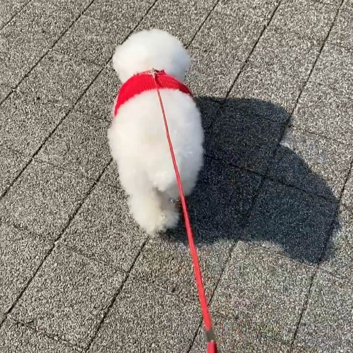 ゆうのインスタグラム：「. . 朝早く人が少ない時間に アーニーさんのお散歩🐶✨ sound on🎶 . 皆さんも一緒に 擬似おさんぽ😂 . 昨日までチューリップ🌷あったのに 今日行ったら無くなってたな。 ちょいと寂しい。 . . . #アーニーさんのお散歩 #私の運動不足解消 . . .」