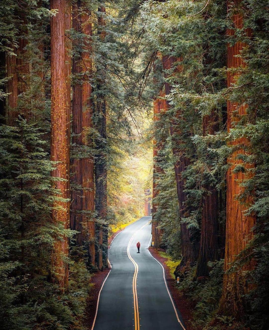 Awesome Wonderful Natureのインスタグラム：「Redwood National Park, California Photo by @ryanresatka」
