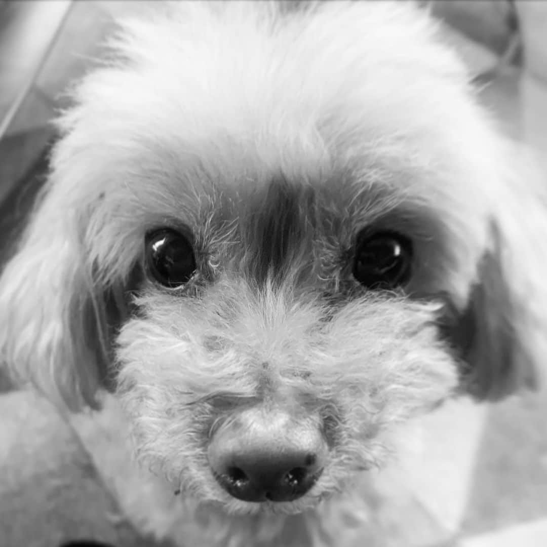 西川貴教のインスタグラム：「I can't decide whether to go for a walk.  It's cloudy...」