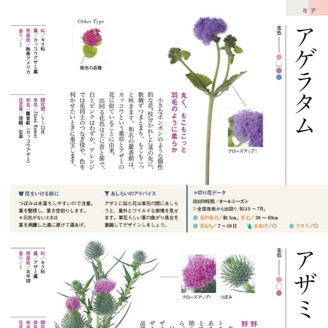 雑誌『花時間』さんのインスタグラム写真 - (雑誌『花時間』Instagram)「世界でも3番目に大きい花き市場、東京・大田市場を運営する大田花きと、老舗花店・カントリーハーベストが監修した、花図鑑の登場です。  花や葉、実が327種。品種数は850以上！　定番人気の花から、いま人気急上昇中のワイルドフラワーまで網羅した『花時間』の自信作です。歴史や名前のいわれなど、その植物にまつわる話から、産地、花もち、水あげ、扱い方といった情報までをぎっしり詰め込みました！  眺めているだけでも楽しいので、ぜひぜひ、おうち時間のお供に加えてくださいっ！  監修 @country_harvest_ch  撮影 @tanabe32  詳細はこちらから↓ https://www.kadokawa.co.jp/product/321906000430/  または、picの商品マークをタップください💕  #flowers #flowerslovers #flowerstagram #flowerarrangement  #花時間 #花時間2020 #花の便利帖 #花屋さんの花図鑑 #花図鑑 #花屋さん #花好き #花好きな人と繋がりたい #花が好きな人と繋がりたい #花のある生活 #花のある暮らし #花を飾る #花を飾る生活 #表参道 #おしゃれな花屋さん #花屋さんへ行こう #花の名前が知りたい #おうち時間 #おうちに花を」4月16日 17時15分 - hanajikan_magazine