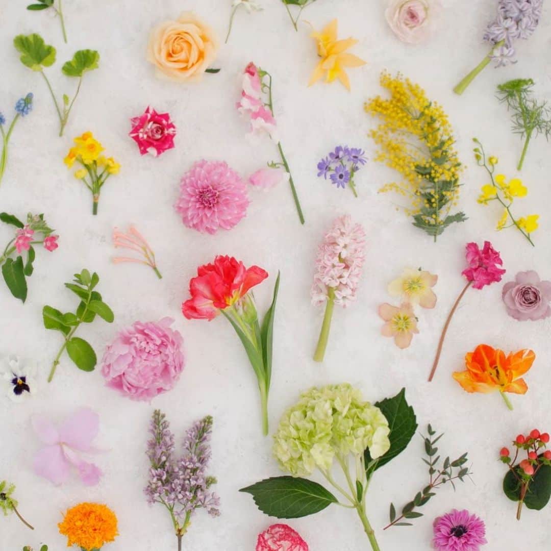 雑誌『花時間』さんのインスタグラム写真 - (雑誌『花時間』Instagram)「世界でも3番目に大きい花き市場、東京・大田市場を運営する大田花きと、老舗花店・カントリーハーベストが監修した、花図鑑の登場です。  花や葉、実が327種。品種数は850以上！　定番人気の花から、いま人気急上昇中のワイルドフラワーまで網羅した『花時間』の自信作です。歴史や名前のいわれなど、その植物にまつわる話から、産地、花もち、水あげ、扱い方といった情報までをぎっしり詰め込みました！  眺めているだけでも楽しいので、ぜひぜひ、おうち時間のお供に加えてくださいっ！  監修 @country_harvest_ch  撮影 @tanabe32  詳細はこちらから↓ https://www.kadokawa.co.jp/product/321906000430/  または、picの商品マークをタップください💕  #flowers #flowerslovers #flowerstagram #flowerarrangement  #花時間 #花時間2020 #花の便利帖 #花屋さんの花図鑑 #花図鑑 #花屋さん #花好き #花好きな人と繋がりたい #花が好きな人と繋がりたい #花のある生活 #花のある暮らし #花を飾る #花を飾る生活 #表参道 #おしゃれな花屋さん #花屋さんへ行こう #花の名前が知りたい #おうち時間 #おうちに花を」4月16日 17時15分 - hanajikan_magazine