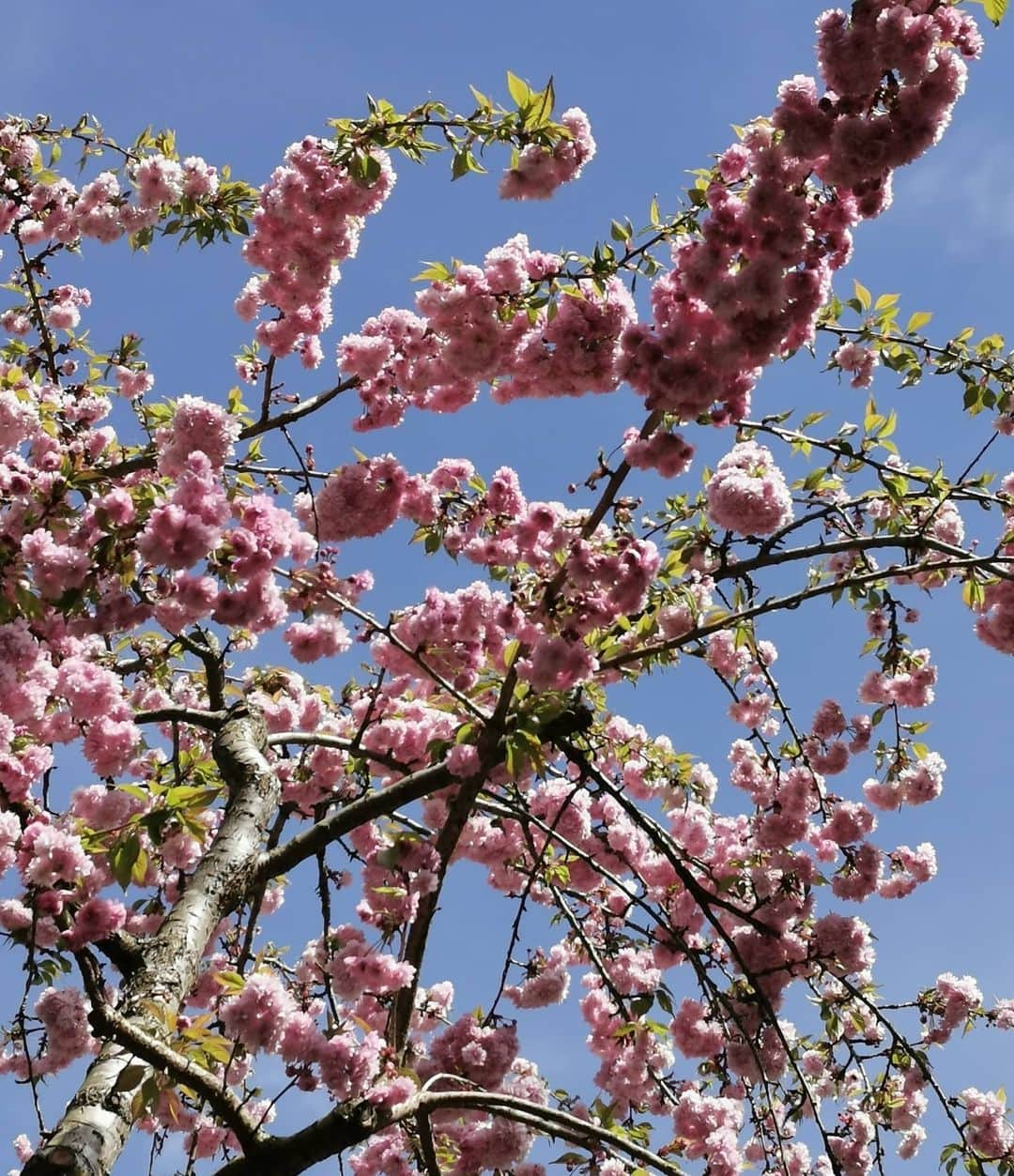 アンナ＝マリア・ガロヤンさんのインスタグラム写真 - (アンナ＝マリア・ガロヤンInstagram)「Suddenly she was seeing the buds on the cherry trees around her; she could feel the energy packed within them, a bouquet of fireworks whose fuse had already been lit. She could smell them, too, a subtle essence of pink and lollipops, the sweetness deepened by the scent of the slowly warming earth below them.🌸🌳🌸 . /Erica Bauermeister, The Lost Art of Mixing/ .  #staysafe #staysupportive #staykind #oneexerciseaday #enjoythepark #pleasekeepyourdistance #cherryblossom #sakura🌸 #cherryblossominlondon #aspinalpegasus #bloomingspring #quarantinestyle #qarantinestyle #sunnymood☀️ #staypositive #springinlondon2020」4月16日 17時42分 - annamariagalojan