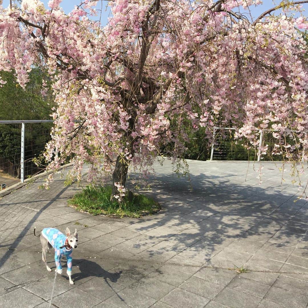 笑福亭恭瓶のインスタグラム：「ワンコの散歩が本業の様な毎日。 #笑福亭恭瓶  #散歩」