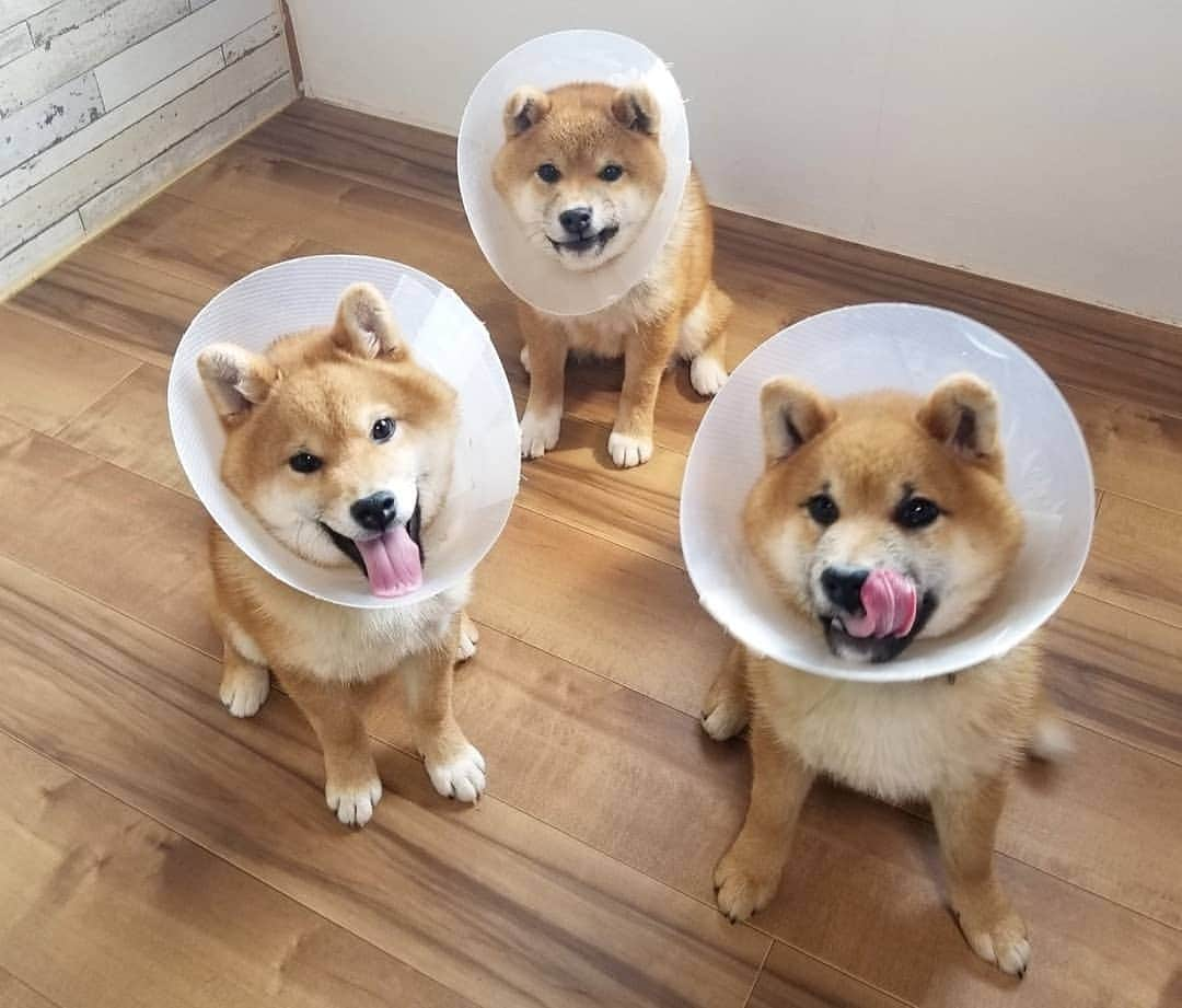 柴犬たま Shibainu Tamaさんのインスタグラム写真 - (柴犬たま Shibainu TamaInstagram)「この度おしゅし兄弟、去勢手術を受けました🏥 * 近親のオスメス多頭飼いなら避けては通れない道‼️ 男の子が産まれた時から手術の事は考えていたので、獣医さんにも相談してこのタイミングで3匹一緒に手術してもらいました😌小さいながらに痛みにも耐えてくれ、エリカラ生活スタートです💨💨 * Caption trans🇬🇧 The Sushi Brothers had a castration operation🏥 This is unavoidable because the relatives male and female live in the same house😌 They were small but endured the pain.  From now on, life with cone of shame will start💨💨 * #たま家族 #柴犬コイ #柴犬トロ #柴犬ウニ #おしゅし兄弟 #仲良し兄弟 #去勢手術 #エリザベスカラー #エリカラ #パラボラアンテナ #笑顔 #舌ぺろ #ふわもこ #かなりひし形 #柴犬 #shiba #shibainu #shibastagram #犬 #dog #柴犬子犬 #子犬 #shibapuppy #shibainupuppy #puppy #多頭飼い」4月16日 17時54分 - tama7653