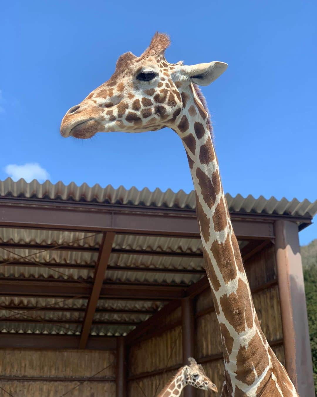 青山日和さんのインスタグラム写真 - (青山日和Instagram)「ㅤㅤㅤㅤㅤㅤㅤㅤㅤㅤㅤㅤㅤ ㅤㅤㅤㅤㅤㅤㅤㅤㅤㅤㅤㅤㅤ 落ち着いたら色んな動物園に行きたい！！🌿 ㅤㅤㅤㅤㅤㅤㅤㅤㅤㅤㅤㅤ ㅤㅤㅤㅤㅤㅤㅤㅤㅤㅤㅤㅤㅤ そいえば、レッサーパンダって 元々「パンダ」と呼ばれていたのだよ🐼！ ㅤㅤㅤㅤㅤㅤㅤㅤㅤㅤㅤㅤㅤ しかし現在、一般的にパンダと呼ばれているジャイアントパンダが見つかった際、 当時のパンダよりもでかいパンダとして「ジャイアントパンダ」と名付けられたものの、 ジャイアントパンダがパンダとして浸透してしまったために ㅤㅤㅤㅤㅤㅤㅤㅤㅤㅤㅤㅤㅤ レッサーパンダが、 ジャイアントパンダよりも劣っている（より小さい）「レッサー」を頭につけられることになったそうです。 ㅤㅤㅤㅤㅤㅤㅤㅤㅤㅤㅤㅤㅤ また、このレッサーという言葉は英語で軽蔑的な意を持つということで、 レッドパンダと呼ばれることもあります。 ㅤㅤㅤㅤㅤㅤㅤㅤㅤㅤㅤㅤㅤ 「パンダ」というブランドを後からきたジャイアントなパンダさんに取られたレッサーパンダさん。 ㅤㅤㅤㅤㅤㅤㅤㅤㅤㅤㅤㅤㅤ 今では「レッサーパンダ」というブランドを確立していますよね。 ㅤㅤㅤㅤㅤㅤㅤㅤㅤㅤㅤㅤㅤ ちなみに、 「パンダ」はネパール語で「竹」を意味するらしいです。 ㅤㅤㅤㅤㅤㅤㅤㅤㅤㅤㅤㅤㅤ そんなこんなで、私は、 「出来るだけレッドパンダと呼ぶんだ」 とよく言ってますが、ほぼ9割9分「レッサーパンダ」と呼んでしまいます。根付いた習慣は中々変えられないよね。笑 ㅤㅤㅤㅤㅤㅤㅤㅤㅤㅤㅤㅤㅤ #過去pic#動物#動物園#動物好き#動物園好き#動物園巡り#きりん#レッサーパンダ#動物豆知識#動画#zoo#kawaii」4月16日 18時24分 - hiyo131131