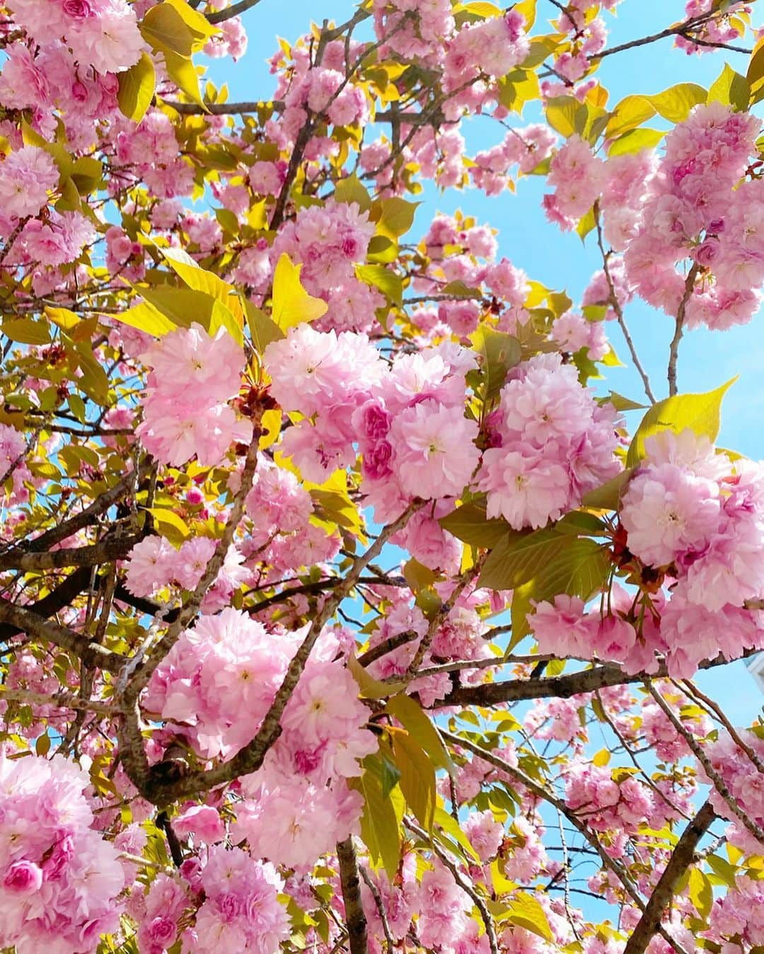 岡部あゆみさんのインスタグラム写真 - (岡部あゆみInstagram)「買い出し☺︎ 帰り道 八重桜がとっても綺麗でした🌸﻿ ﻿ @fifth_store #fifth #fifthtl #agolde #strathberry #diorsneakers #フィフス #Vネックフラワーペプラムブラウス #ストラスベリー #ディオール #パンツコーデ #モノトーンコーデ #八重桜」4月16日 18時36分 - ayumi_okabe