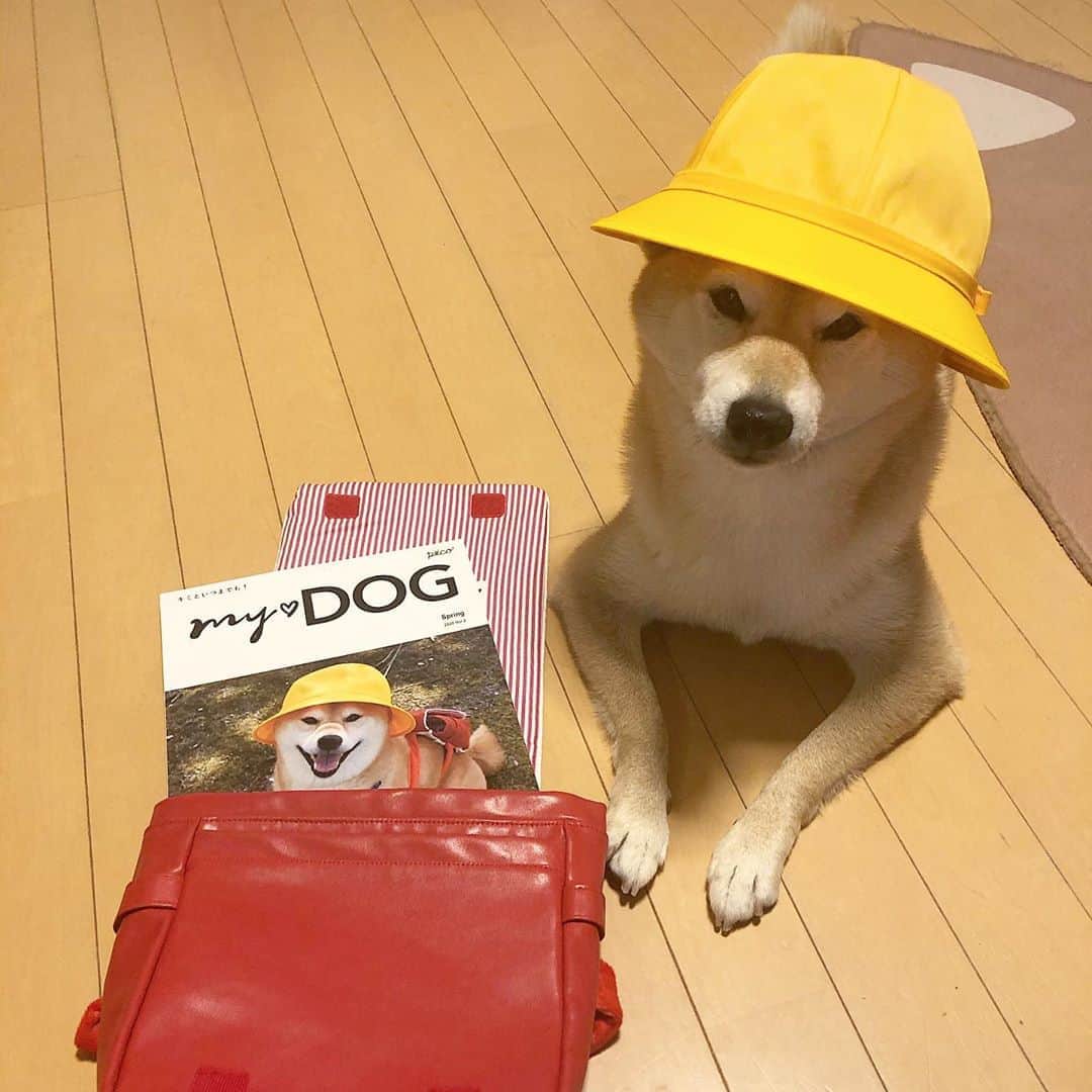 マロたんのインスタグラム：「マロたんのランドセルには、PECO my♡dogが入ってます🌸🎒 飼い主が選んだ写真が表紙になるうちのこ表紙😍 こんな時だから、おうちでわんこと楽しい時間過ごしたい @pecomydog_official  #pecomydog #pecomydog世界にひとつだけのうちのコ表紙」