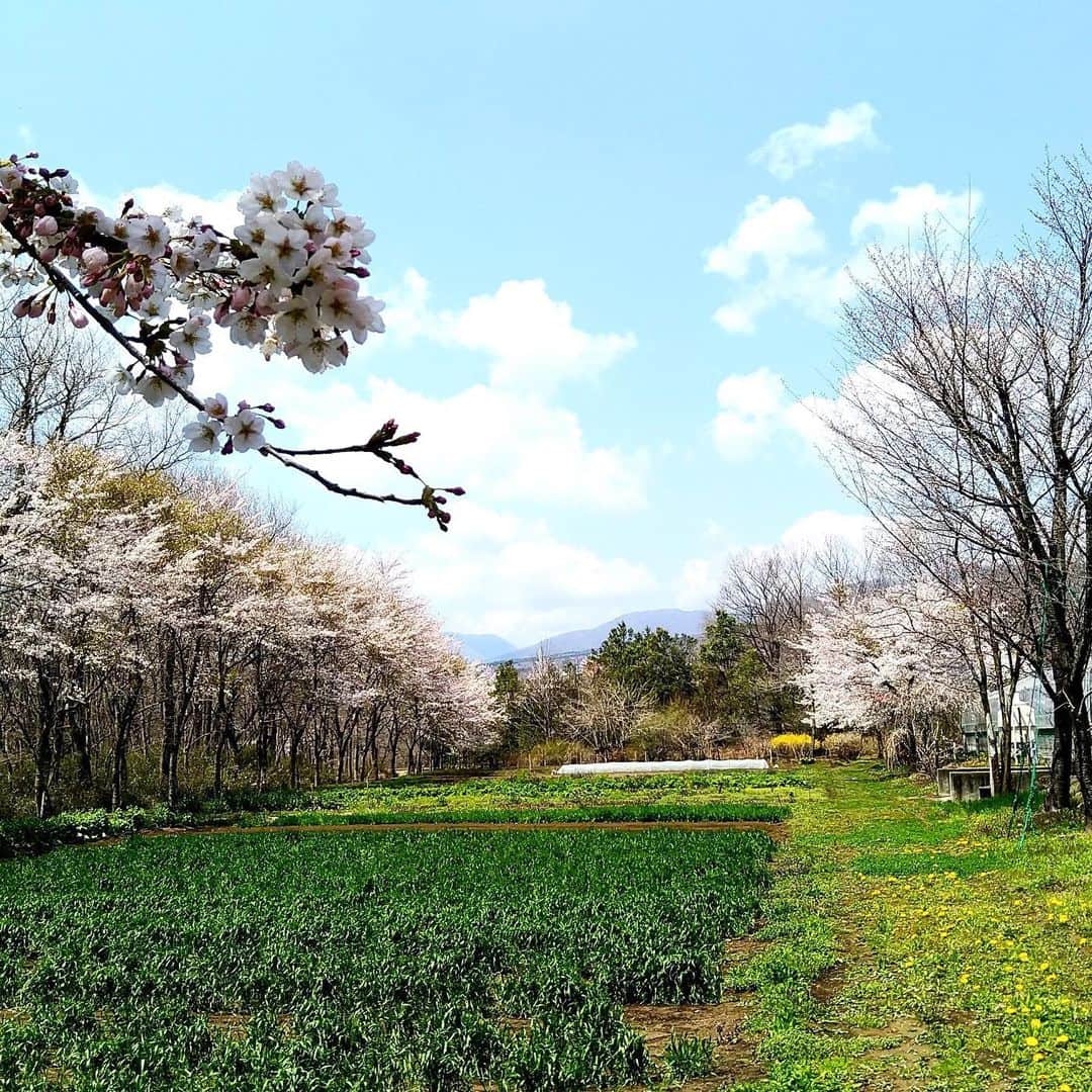 【公式】星野リゾート　リゾナーレさんのインスタグラム写真 - (【公式】星野リゾート　リゾナーレInstagram)「リゾナーレ那須のアグリガーデンでは桜が見頃、ようやく春が訪れました。 今日は野菜の花芽を摘んで、メインダイニング「OTTO SETTE NASU」に届けました。#星野リゾート #星野リゾートリゾナーレ #星野リゾートリゾナーレ那須 #那須 #旅行 #原風景 #春 #絶景 #開業 #グリーンハウス#アグリガーデン#大人時間 #素敵な空間 #自然  #フォトジェニック#フォトリゾナーレ #女子旅 #桜 #おうちで旅体験 #旅行気分 hoshinoresorts #hoshinoresortsrisonare #hoshinoresortsrisonarenasu #travel #agriturismoresort #landscape #japan #spring #superbview #spring #photorisonare #cherryblossoms」4月16日 18時48分 - hoshinoresorts.risonare