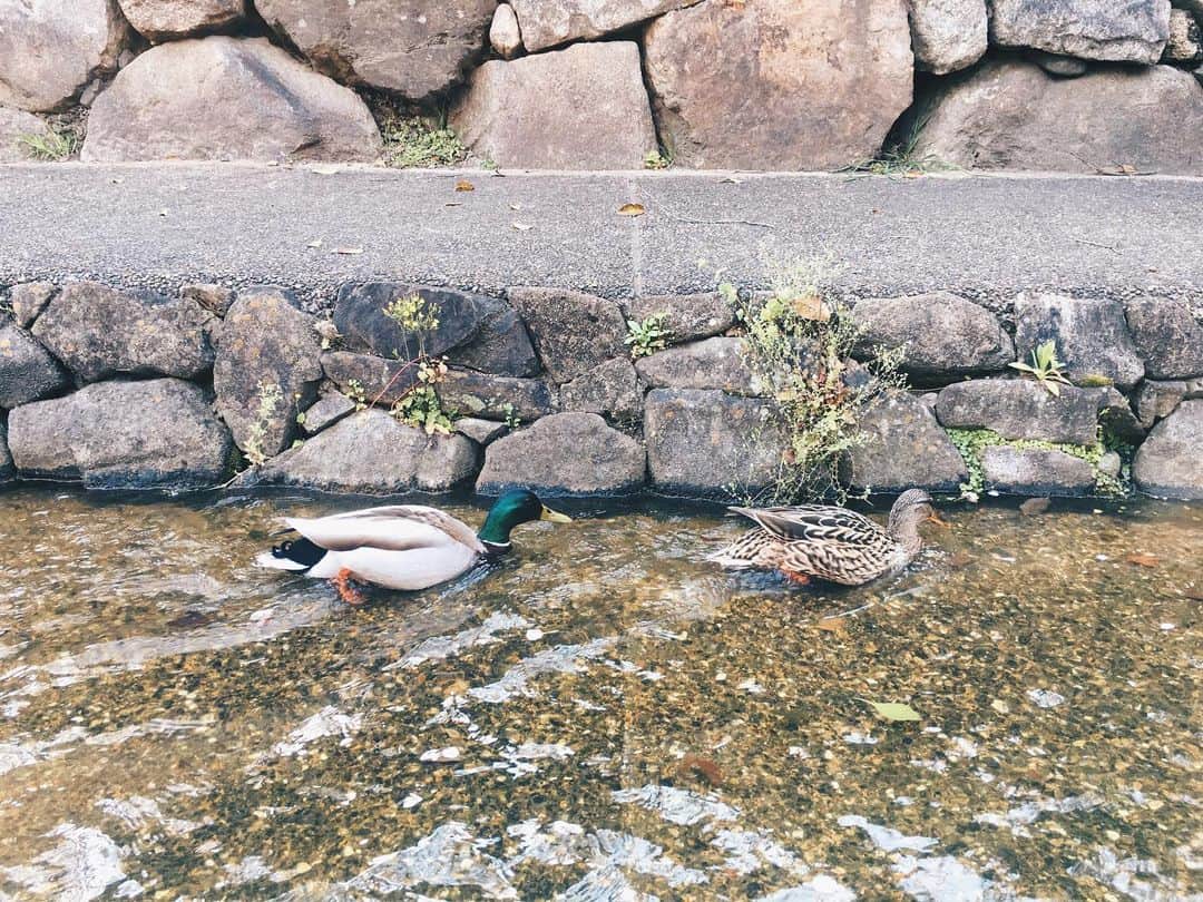 藤野可織のインスタグラム：「流れてくる桜の花びらをいっしょうけんめいついばんでいました🌸」
