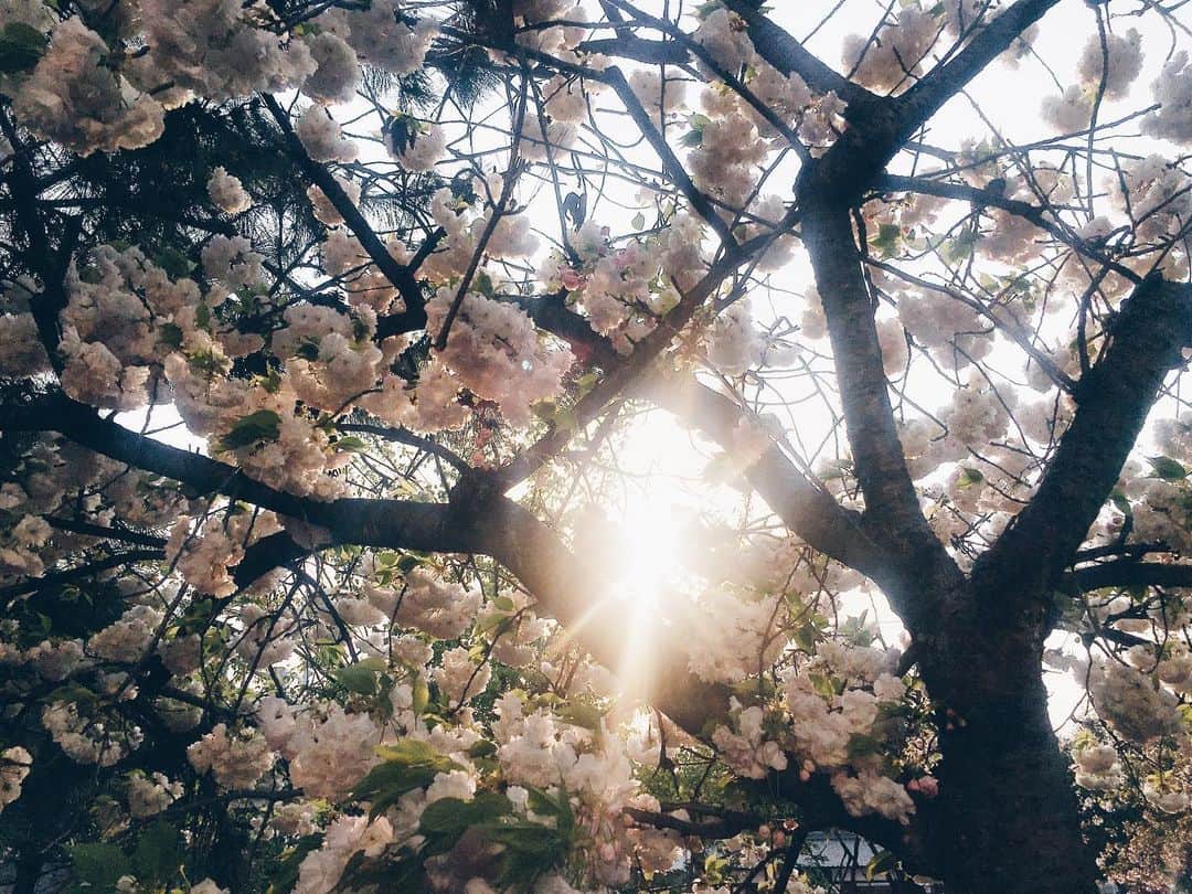 藤野可織のインスタグラム：「今日の桜🌸」