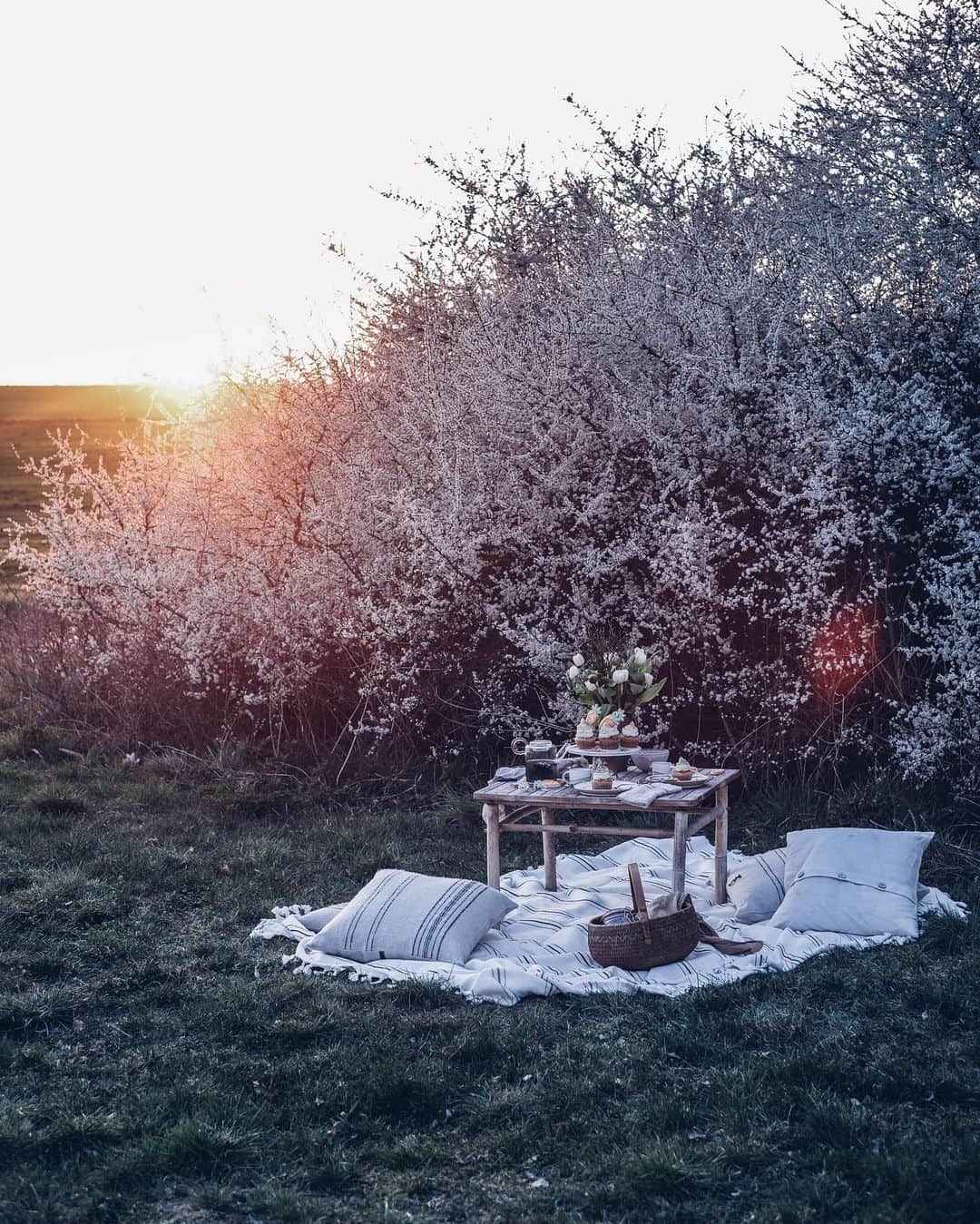 Our Food Storiesさんのインスタグラム写真 - (Our Food StoriesInstagram)「Magical evening light in the countryside some days ago ✨ #ourfoodstories_countryside  ____ #countrysidelife #countrysideliving #springiscoming #springvibes #picnicdate #picnicfood #tealovers #tealove #momentslikethese #morningslikethese #fellowmag #simplejoys #foodphotographer #foodstylist #germanfoodblogger」4月16日 19時47分 - _foodstories_