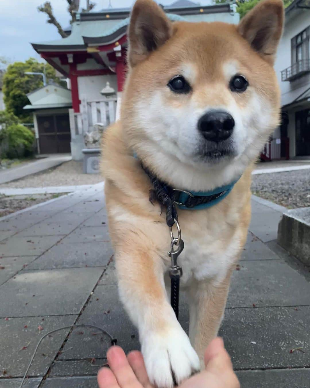 まる（まるたろう）さんのインスタグラム写真 - (まる（まるたろう）Instagram)「Let 's wash your hands before shake hands. ✨🐶☺️✨パパ、握手の前に洗って来てね。 #みんなもちゃんと手を洗おうね #パパは特に念入りに洗おうね #ついでにシャワーも浴びちゃいなよ」4月16日 19時54分 - marutaro