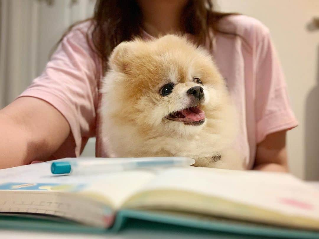 Ella Chuffyさんのインスタグラム写真 - (Ella ChuffyInstagram)「🧡📙📝 #wfh #thursdayvibes #thursdaymood 🧺🐶 . . . . . . . . . #ellachuffy #pomeraniansofinstagram #dogsofinstaworld #stayhome #pomeranian_lovers #pomeranianlife #pomeranianworld #pomeranian #dogsofinstaworld #justpomeranians @justpomeranian @tinnypaws #pomeranian_moments」4月16日 19時54分 - missdiad