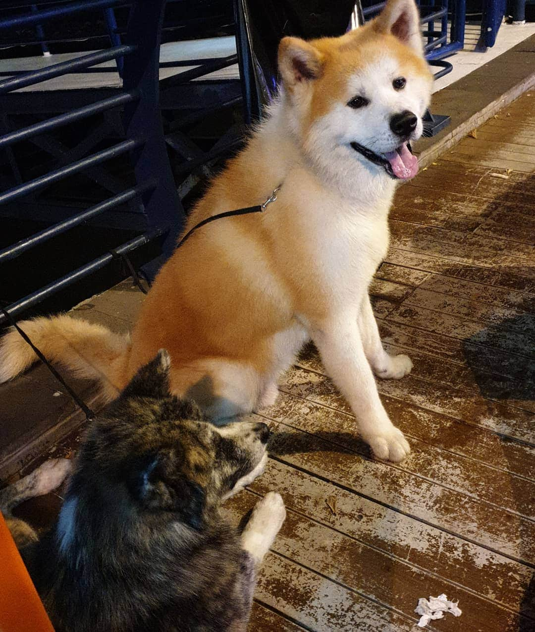 INA. CH KAITO VON JAH SUEDEのインスタグラム：「Hangout chillin with @akita.hana waiting for hooman finish the party . . . . . . . . . . . . #akita#akitafeatures#akita_feature#japaneseakita#dog_features#Hatchiko#love#animal#petoftheday#akitaofinstagram#pet#animal#秋田犬#犬#秋田#日本の秋田#日本犬 #大型犬 #日本語 #子犬 #可愛い #doglover#ワンコ大好き倶楽部公式 #photooftheday#akitagram#instapet#dogstagram#dog#puppy#INSTAKITA」