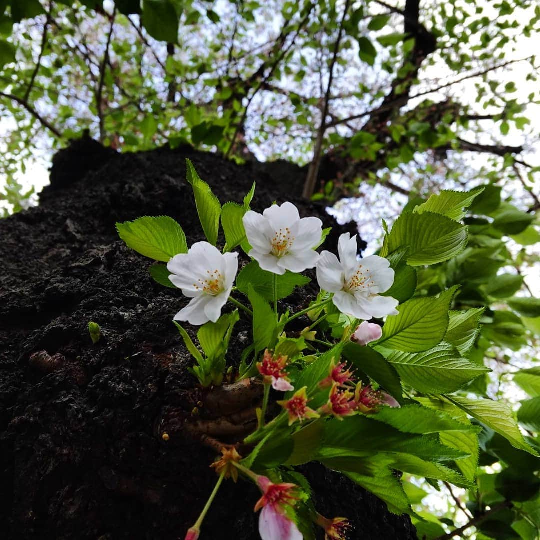 谷中敦さんのインスタグラム写真 - (谷中敦Instagram)「残り火の美しさだね。#rx0ii」4月16日 20時19分 - a.yanaka