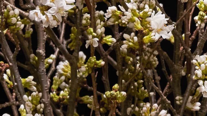 椎木俊介のインスタグラム：「We hope things will get back to normal soon. Be strong and keep believing!  #azumamakoto #shiinokishunsuke #amkk #amkk_project #jardinsdesfleurs #feelspring #sakura #cherryblossom #stayathome #staysafe #東信 #東信花樹研究所 #makotoazuma  #桜」
