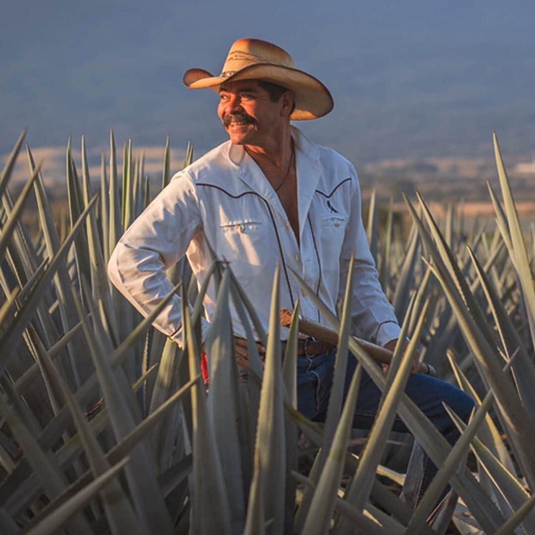 Jose Cuervo Japanさんのインスタグラム写真 - (Jose Cuervo JapanInstagram)「熟年の勘と技で、アガベを収穫するヒマドールたち。 . . . . . #クエルボ #テキーラ #お酒 #アガベ #メキシコ文化 #ヒマドール #農業 #メキシコ旅行」4月16日 20時22分 - josecuervojp