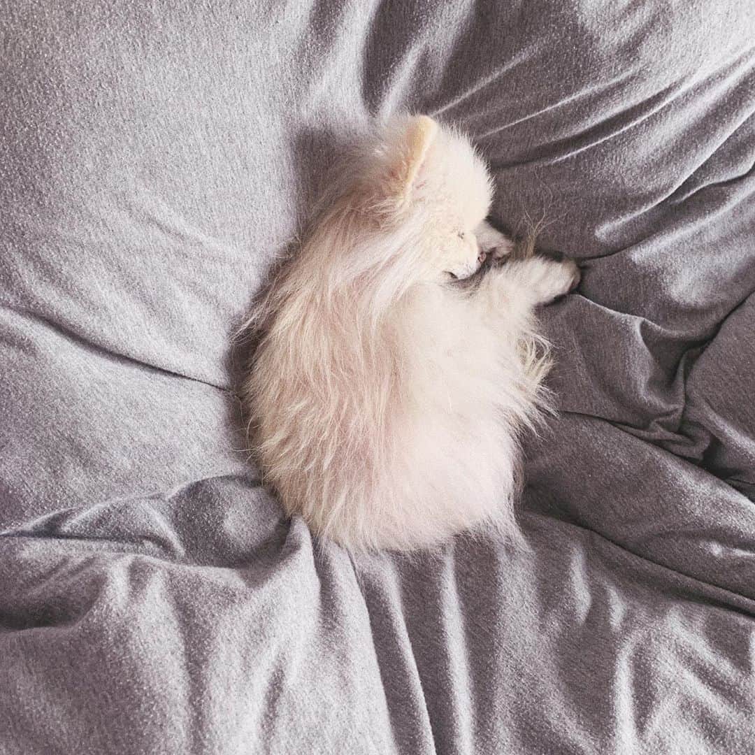 神尾美沙のインスタグラム：「🍼﻿ ﻿ #ニューボーンフォト みたいな写真撮れたw﻿ 1.8kgなんだけど、こんな小さいのに﻿ 爆睡すると立派にイビキかくのが萌えすぎる♡﻿ ﻿ ﻿ #ポメラニアン#ポメラニアンが世界一可愛い#ポメラニアン大好き#ポメ#ポメスタグラム#白ポメ#ぽめらにあん#ぽめすたぐらむ#ペットのいる生活#おうち時間#furbodogcamera#pomeranian#pomeraniansofinstagram#pomeranianlovers#newbornphotography#stayhome」