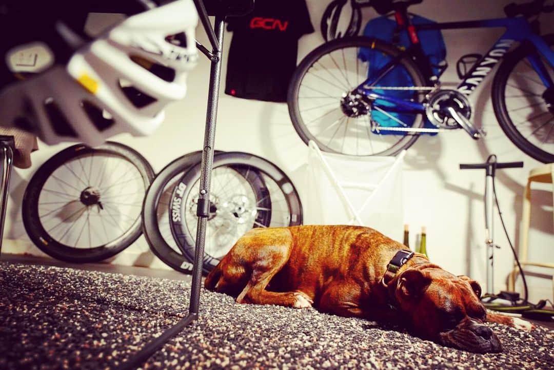 土井雪広のインスタグラム：「Stay home は暇だってよ。  #boxerdog #犬の気持ち」
