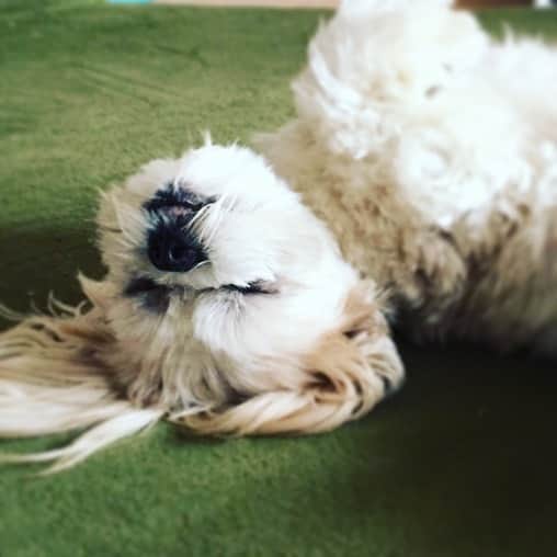 のインスタグラム：「寝方の癖😂❤️ いつもこうやって寝てる😂」