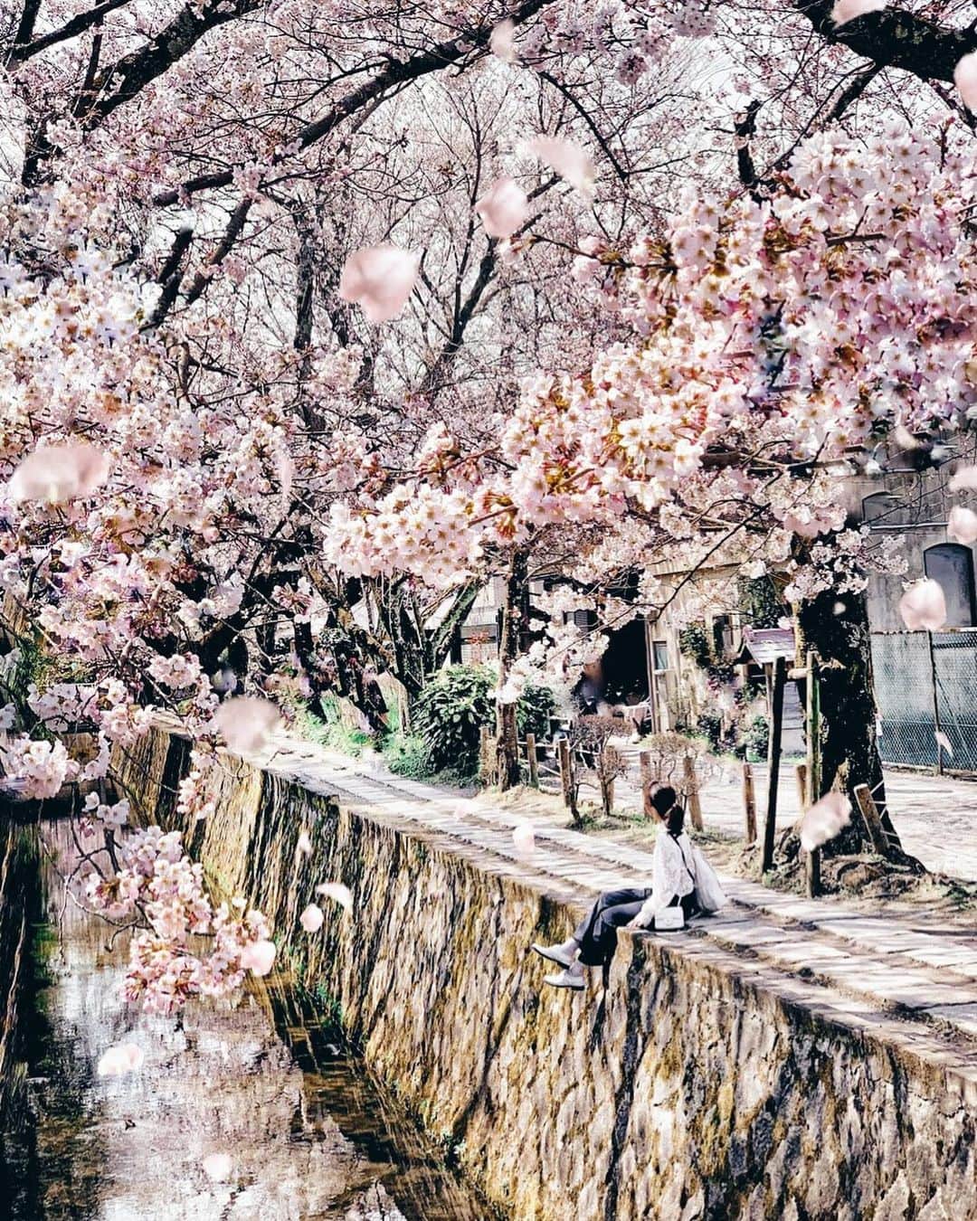 Yukicoさんのインスタグラム写真 - (YukicoInstagram)「𓇣 𖥧 𓇣 𖥧 𓇣 𖥧 𓇣 . 2019春の桜 来年こそ引き寄せ♡引き寄せ♡ ‥‥‥‥‥‥‥‥‥‥‥‥‥‥‥‥‥‥‥‥‥‥‥‥‥‥‥‥‥‥‥‥‥‥ #springfashion#springstyle#streetphotography#street#sakura#japansightseeing#cherryblossoms#flower_perfection#lightroomweek#桜#ゆるほわ倶楽部#さくら倶楽部#さくら倶楽部2020#さくらテロ2020#着回しコーデ#京都桜#お家で過ごそう#家にいよう#来年もみたい#ステイホーム」4月16日 20時50分 - yukicolifecom