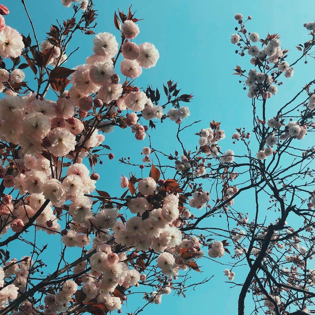 川本睦子さんのインスタグラム写真 - (川本睦子Instagram)「きれーな八重桜。川べりで発見。 #三密を避ける #socialdistancing  #sakura🌸」4月16日 20時55分 - muzco
