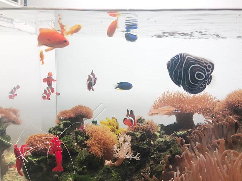 のインスタグラム：「Supper time of our fishes, so lively and I like it. * お魚達のご飯の時間、賑やかで好きです。  #市川海老蔵 #海老蔵 #成田屋 #歌舞伎 #ABKAI #ABMORI #ebizoichikawa #ebizo #kabuki #thunderparty #theater #theaterarts #actor #japan #classic」