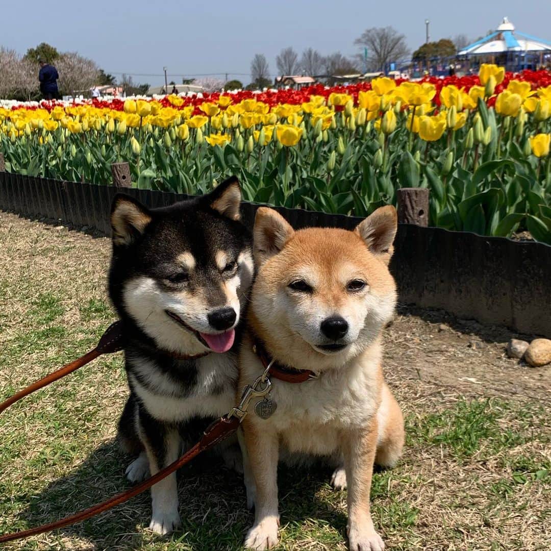 豆柴なつ&ふゆのインスタグラム