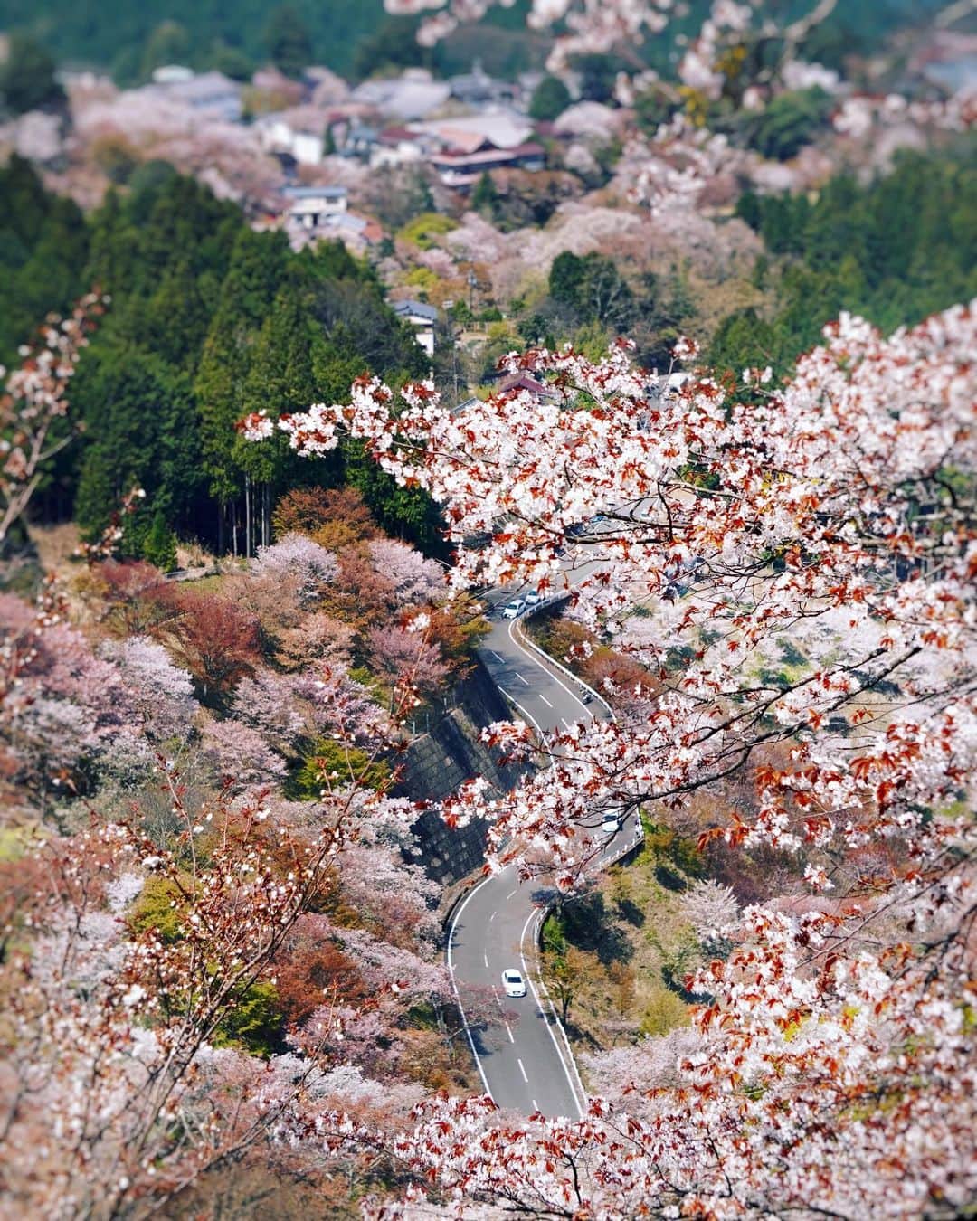 Koichiのインスタグラム：「| Drive in a dream . . #BeautifulJapan #Hellofrom #Nara #吉野山 .」