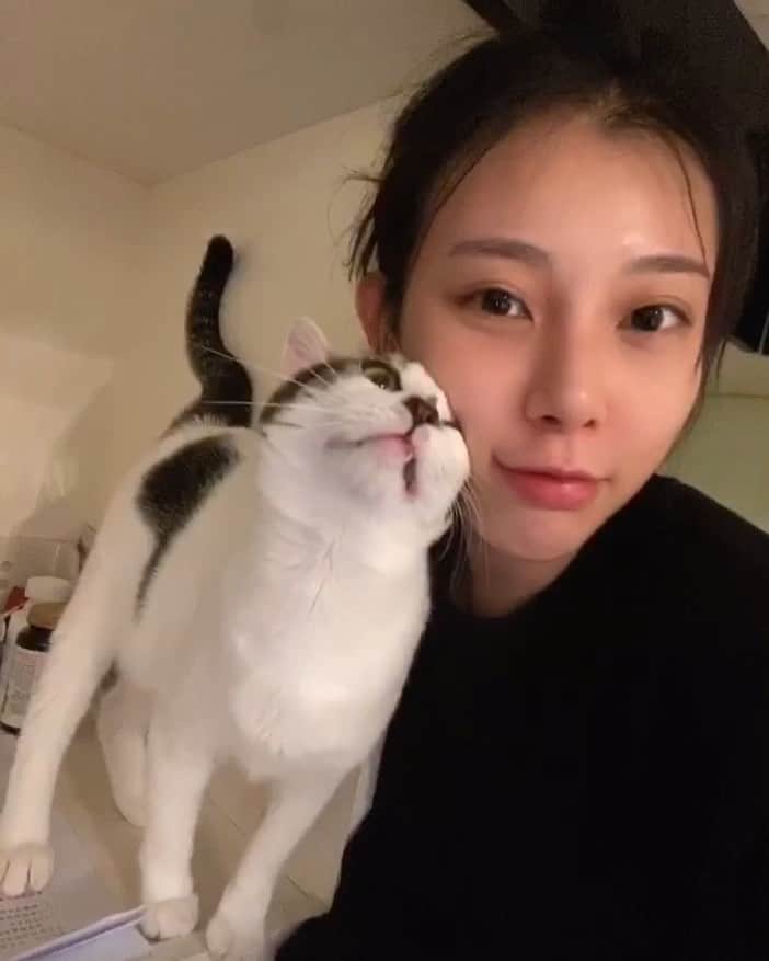 張香香のインスタグラム：「麥麥的凹凹特輯🥺❤️ 別人的貓喵喵叫 妳是小狗狗嗎凹凹叫🤣 #蹭蹭瞬間融化💗 #麥麥🐱❤️」