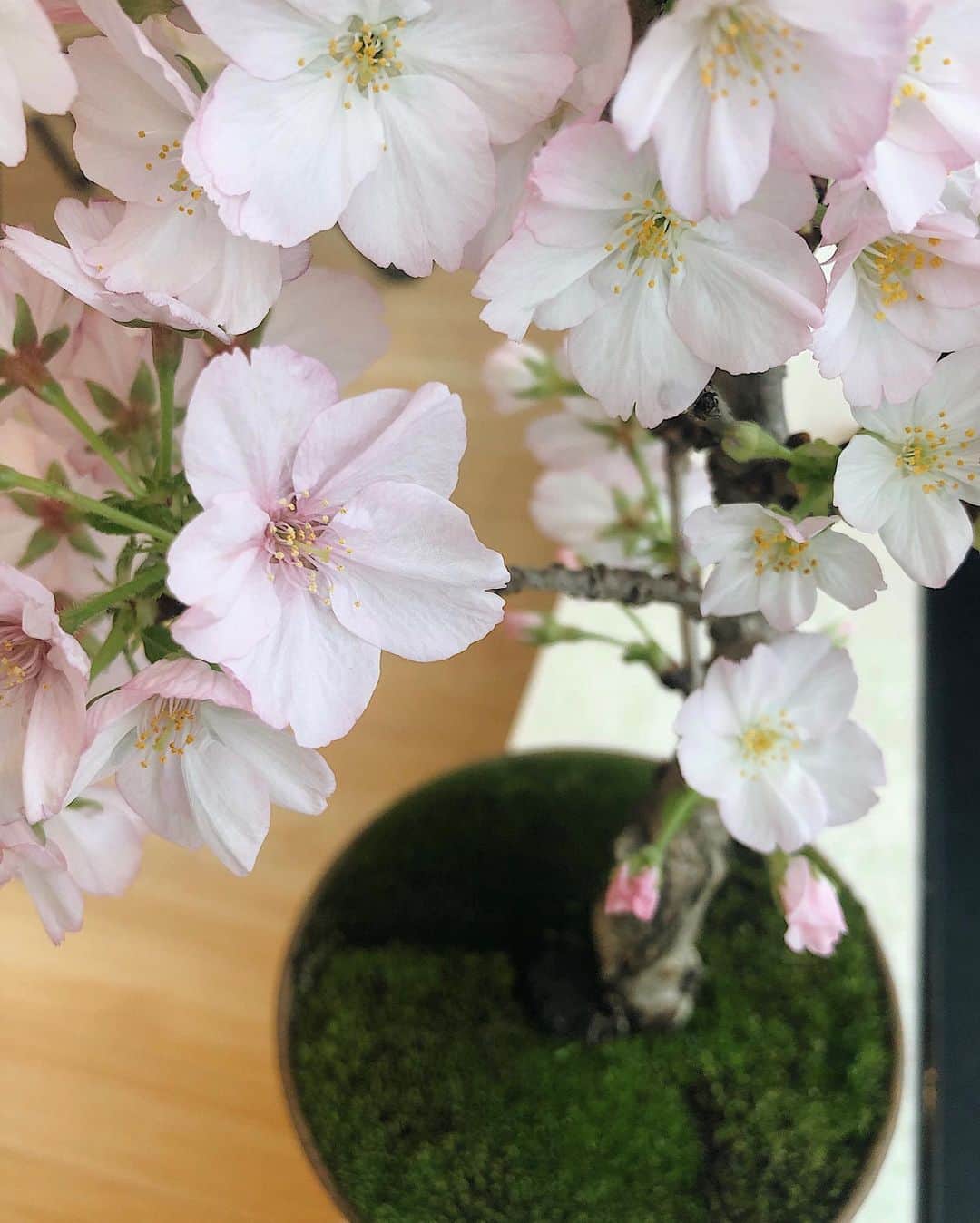 Julia Castroさんのインスタグラム写真 - (Julia CastroInstagram)「今年はお花見できなかったからお家でお花見🌸 小さくて可愛い私たちだけの桜、3年間は毎年咲いてくれるみたい。 大切に育てよう🌱 . #stayhome #istayhomefor  #cherryblossom  #pink #flower #myfavorite #green #nature #bonsai  #cute #sweet #spring #photography  #盆栽 #桜 #花見 #家にいよう #お家時間 #お家でお花見 #花 #春 #植物 #観葉植物 #春色 #お花 #花のある暮らし #julistagram」4月16日 22時12分 - julia.c.0209