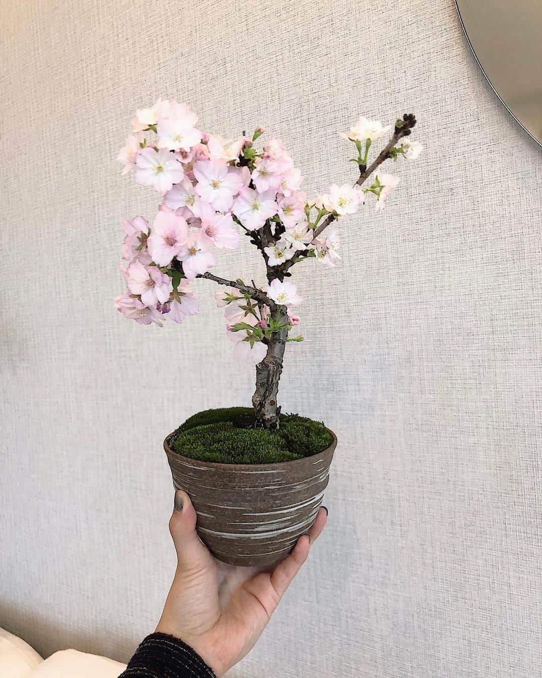 Julia Castroさんのインスタグラム写真 - (Julia CastroInstagram)「今年はお花見できなかったからお家でお花見🌸 小さくて可愛い私たちだけの桜、3年間は毎年咲いてくれるみたい。 大切に育てよう🌱 . #stayhome #istayhomefor  #cherryblossom  #pink #flower #myfavorite #green #nature #bonsai  #cute #sweet #spring #photography  #盆栽 #桜 #花見 #家にいよう #お家時間 #お家でお花見 #花 #春 #植物 #観葉植物 #春色 #お花 #花のある暮らし #julistagram」4月16日 22時12分 - julia.c.0209