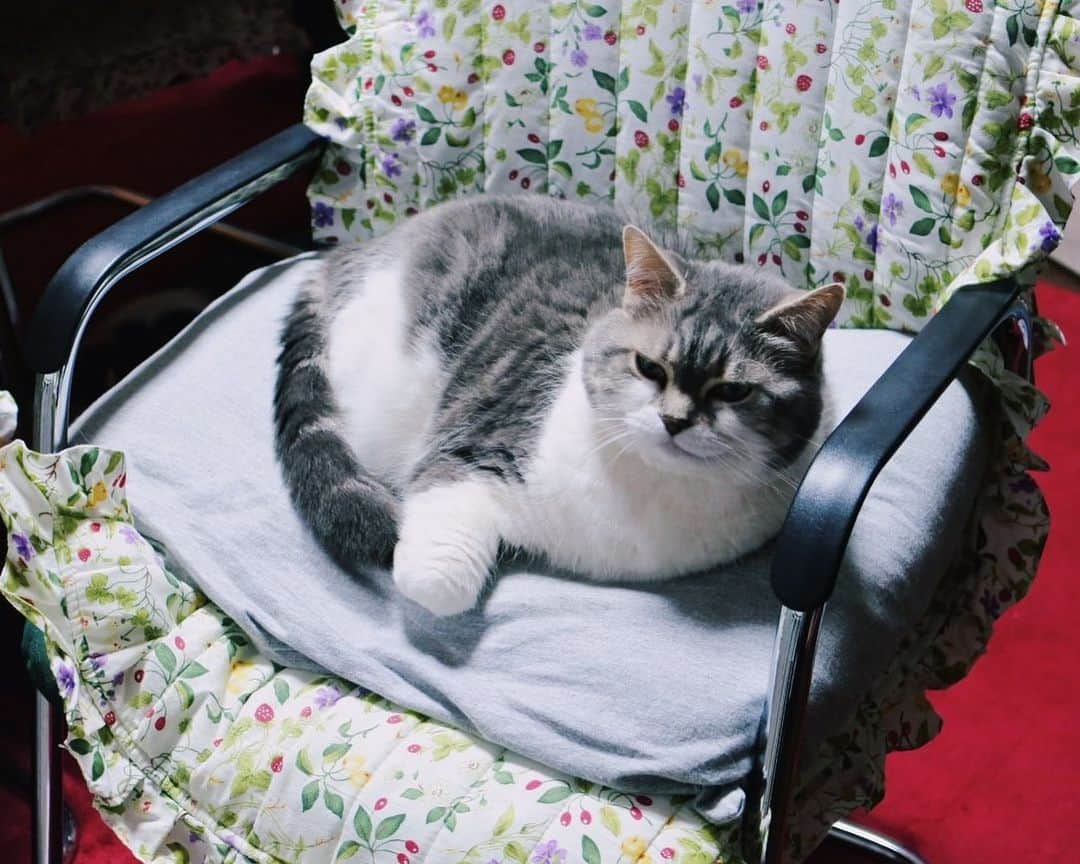 sancheloveさんのインスタグラム写真 - (sancheloveInstagram)「おトイレに行ったり、キッチンに飲み物を取りに行ったり、とにかく立ち上がるたびにタバ様に椅子を取られる。 リモートあるあるですかね。。 その度に抱っこしてごまかしごまかし、譲っていただくのです。  #タバ様捕獲 #kitty#catstagram#catstagram_japan#petstagram#picneko#instacat#meow#catoftheday#catofworld#ilovemycat#funnycat#猫#ねこ#にゃんこ#みんねこ#にゃんだふるらいふ#ふわもこ部#にゃんこ#ねこまみれ#britishshorthair#scottishfold#ブリティシュショートヘア#ねこのいる暮らし Tabatha」4月16日 22時22分 - sanchelove