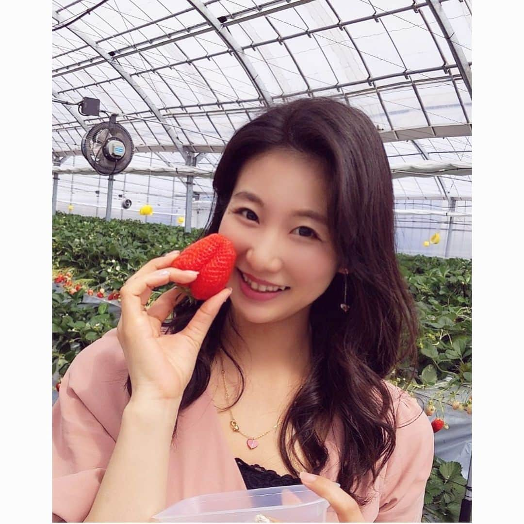 島津久美子さんのインスタグラム写真 - (島津久美子Instagram)「個人Twitterはじめました🐥🍓 * @kumikoshimazu72 or島津久美子で検索ください* 諸事情で#中村美公 ちゃんとのを引き継いだ形の、ずぼらな私ですが、#島津久美子 ツブヤキもお付き合い頂けると嬉しいです🙇‍♀️✨* #よろしくお願い致します #twitter #twitterはじめました #twitterフォローしてね #いつかのコーデ #いちごがり #また行きたいな #昔の写真シリーズ #いちご好き🍓 #いちご女子 #アナウンサー #キャスター #これから仕事 #頑張ります💪 #tbsnews #newscaster #strawberry #mymemories」4月16日 22時25分 - kumiko_shimazu