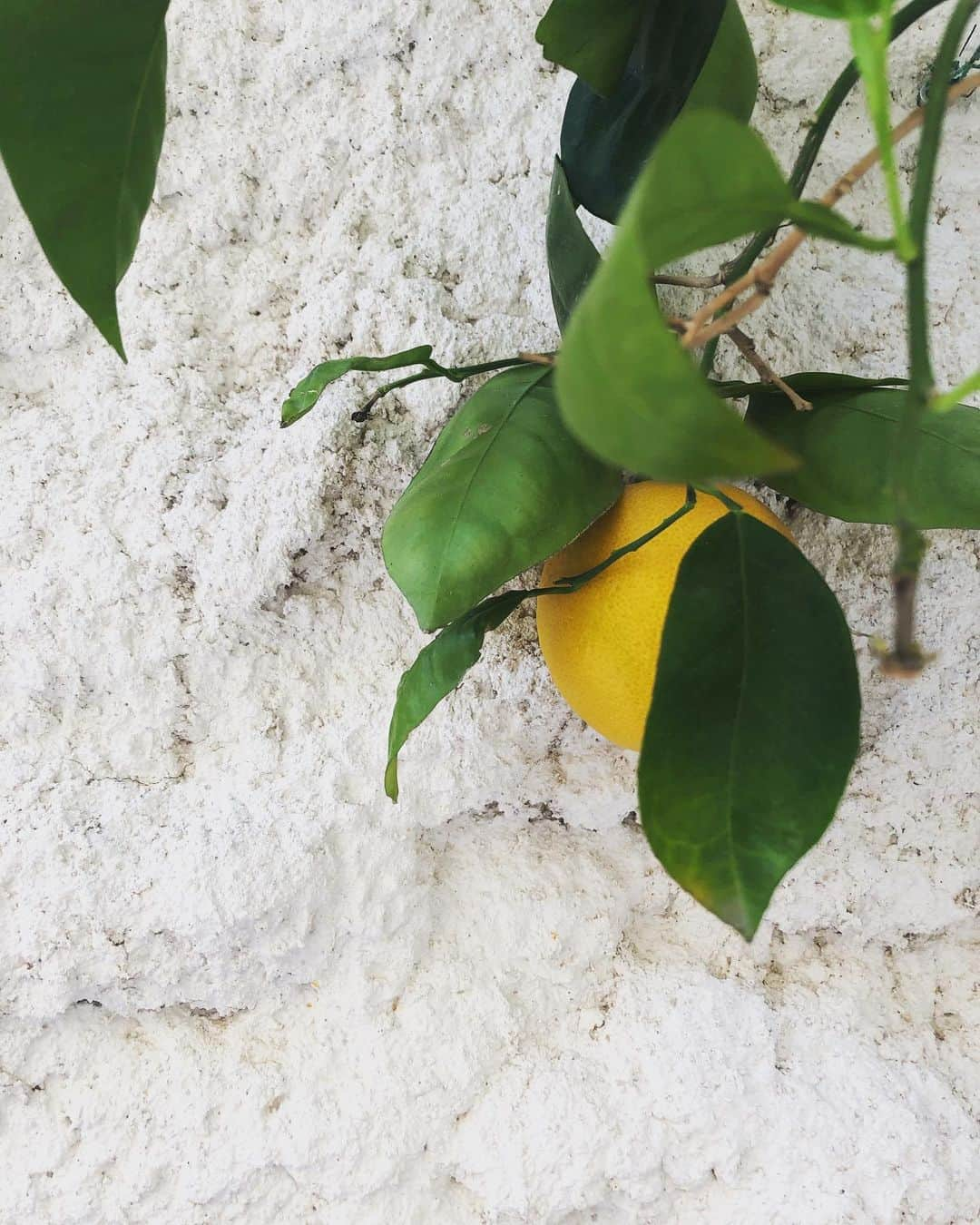 ペルニール・ブルームさんのインスタグラム写真 - (ペルニール・ブルームInstagram)「Just another lemon tree 🍋」4月16日 22時38分 - pernilleblume