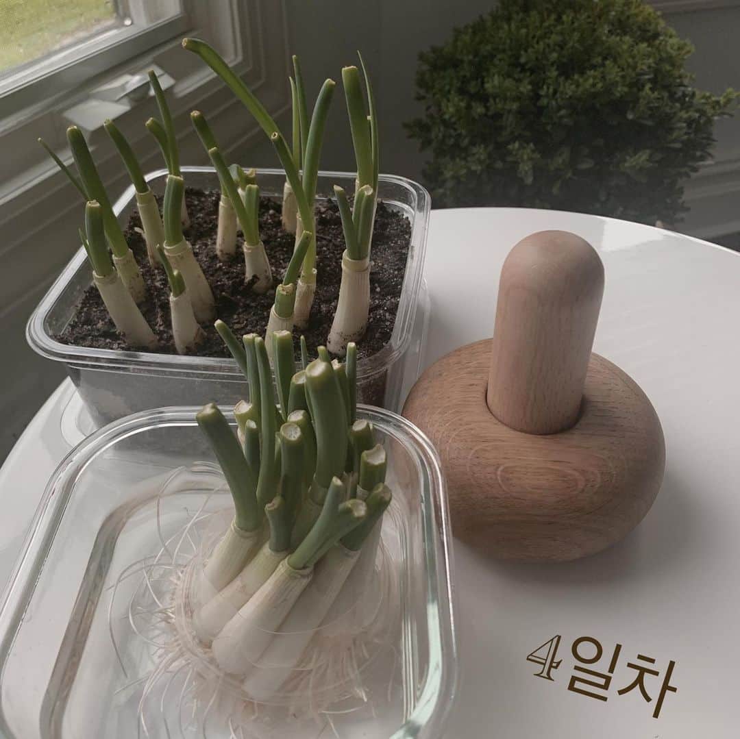 ソン・テヨンさんのインスタグラム写真 - (ソン・テヨンInstagram)「: 비록 집에서 자란 파와 투샷이지만 키우는 재미와 심심함을 달래 준 나의 사랑스러운 파♡ #scallion#greenonion (몇분의 의견으로 흙에도 심어 봤어요^^ 저 정도 양에는 물에서 키워도 냄새는 나지 않아요 아직까진😉) 많이 자랐죠???^^ 슬기로운 집안 생활」4月16日 22時40分 - sontaeyoung_official