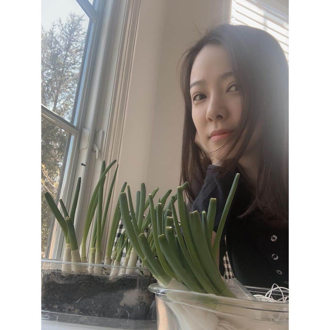 ソン・テヨンさんのインスタグラム写真 - (ソン・テヨンInstagram)「: 비록 집에서 자란 파와 투샷이지만 키우는 재미와 심심함을 달래 준 나의 사랑스러운 파♡ #scallion#greenonion (몇분의 의견으로 흙에도 심어 봤어요^^ 저 정도 양에는 물에서 키워도 냄새는 나지 않아요 아직까진😉) 많이 자랐죠???^^ 슬기로운 집안 생활」4月16日 22時40分 - sontaeyoung_official