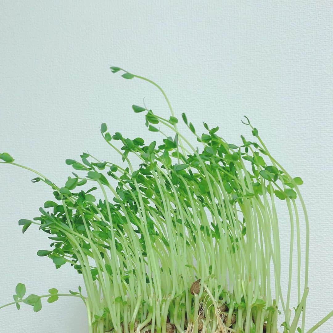 栗田萌さんのインスタグラム写真 - (栗田萌Instagram)「🌱豆苗🌱 立派に育ったので収穫しました🤗 次回は土に植えて、さやえんどうとグリーンピースになるまで育ててみるんだ💕 #豆苗 #さやえんどう #グリーンピース の若芽だって知ってた？🥳」4月16日 22時45分 - kurimoe_official