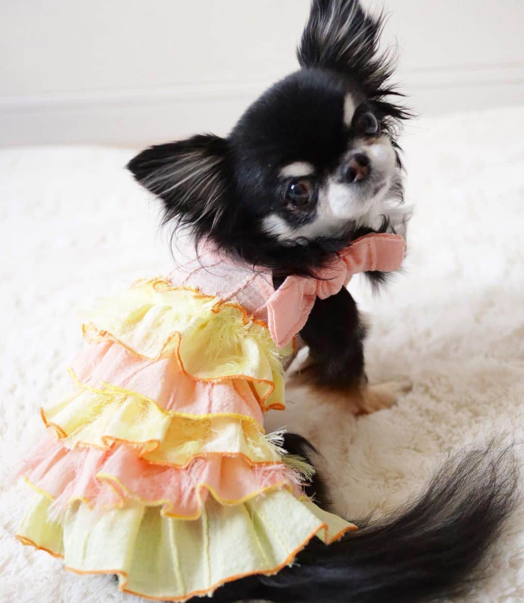 kayoのインスタグラム：「* * めろちゃん💗 * * よかったね☺️ * * Melon💗 * * #chihuahua#chihuahualove#dogstgram#dog#instadog#チワワ#チワワ大好き * *」