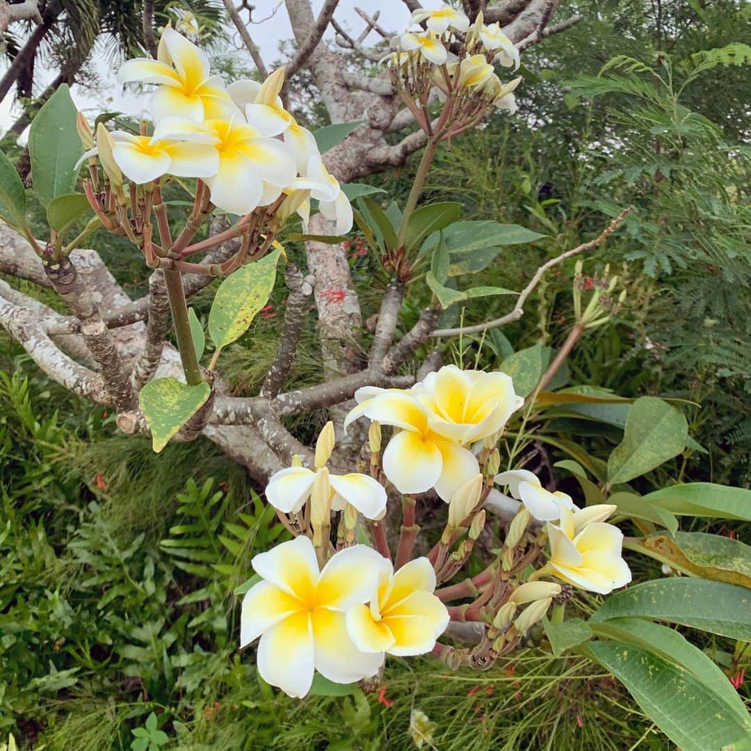 奥山春香さんのインスタグラム写真 - (奥山春香Instagram)「プルメリアの木欲しい！！！ 庭にあったら幸せだな。 香りも大好きだし😘 グアムのゴルフ場でプルメリアがいっぱい咲いてたんだけど最高だった！」4月17日 8時08分 - corvetteharuka