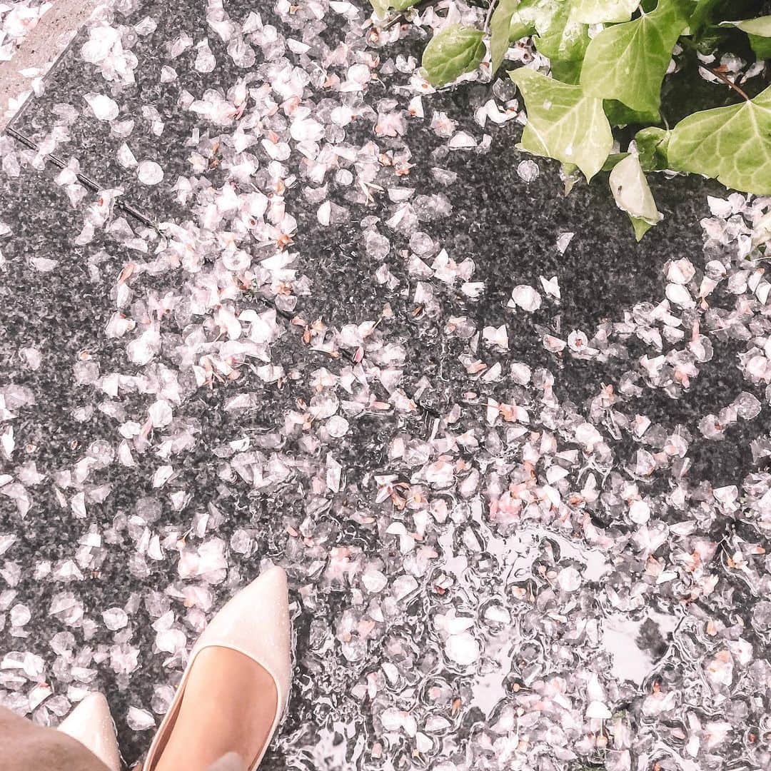 菊池かなこのインスタグラム：「🌸🌸🌸 今日も早起き🌞 . ୨୧┈┈┈┈┈┈┈┈┈┈┈┈┈┈┈┈┈୨୧ #cherryblossom #櫻花 #桜」