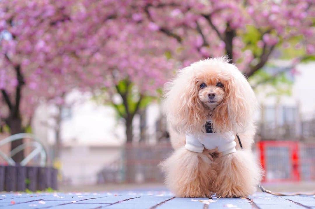 Toypoodle Mikuru?Asakusa Tokyoのインスタグラム：「20200417 Friday. Good morning! Friends 🌸 サクラハラハラ 桜もそろそろ終わりかなぁ... . 今日は少し遅めのあさんぽ テレワークになって曜日の感覚がなくなってきた。 金曜日かぁ... . #八重桜 #テレワーク #お散歩」